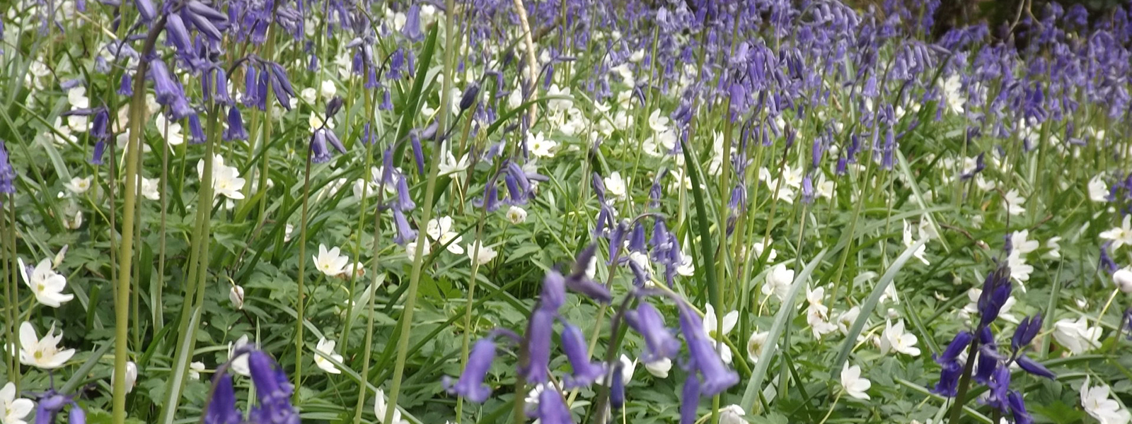 Bluebells and ramson flowers in the retreat woodland