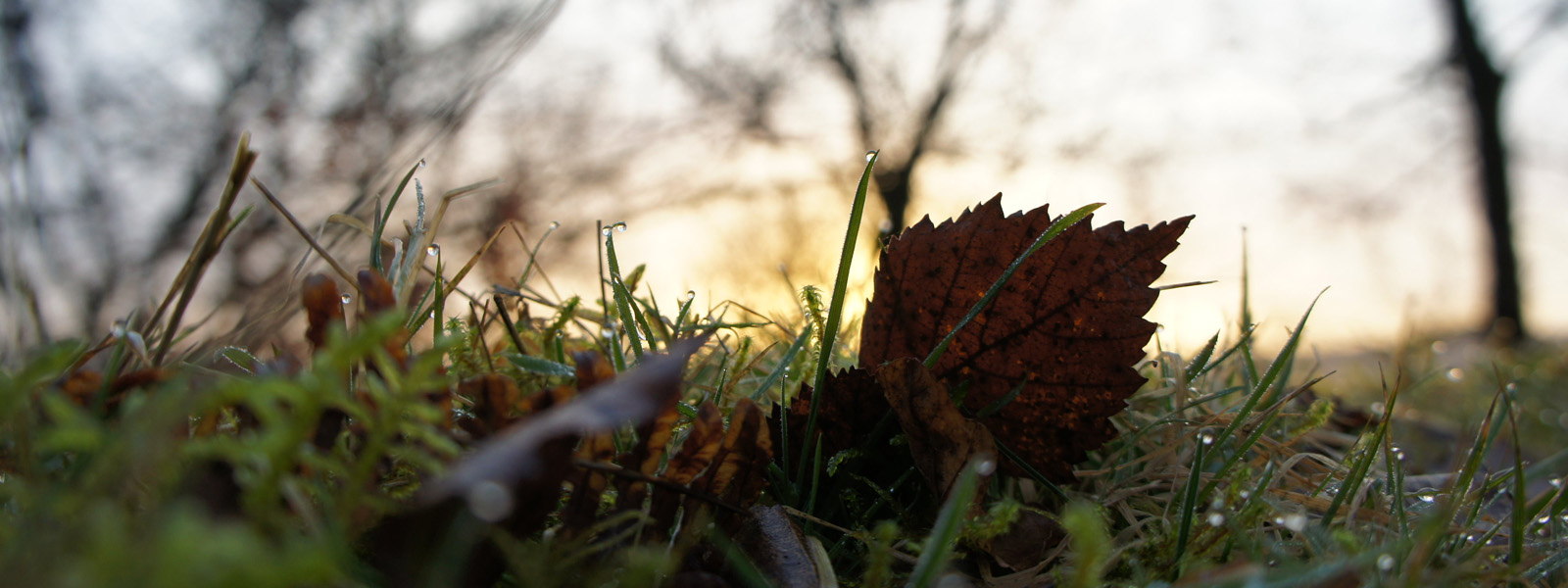 Leaf on the grass in the sunrise